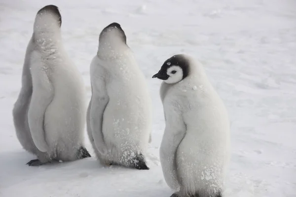 Antarctica Emperor Penguin Feeding Chick Close — Stock Photo, Image