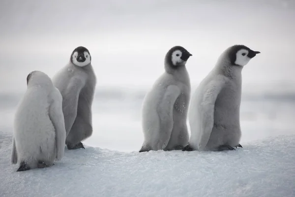 Antarktis Kejsarpingvinen Utfodring Chick Närbild — Stockfoto