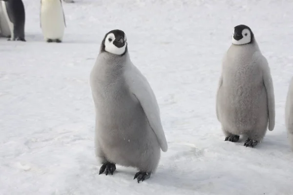 Imperador Antártida Pinguim Alimentando Pintainho Close — Fotografia de Stock