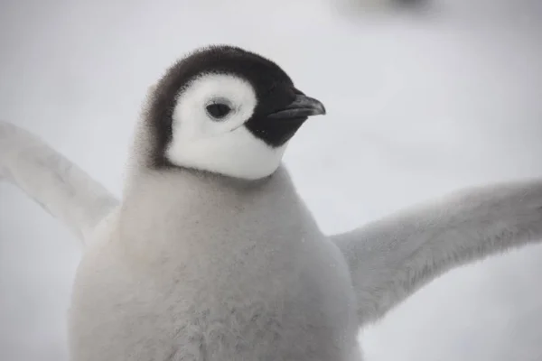 Antártida Emperador Pingüino Alimentando Polluelo Cerca —  Fotos de Stock