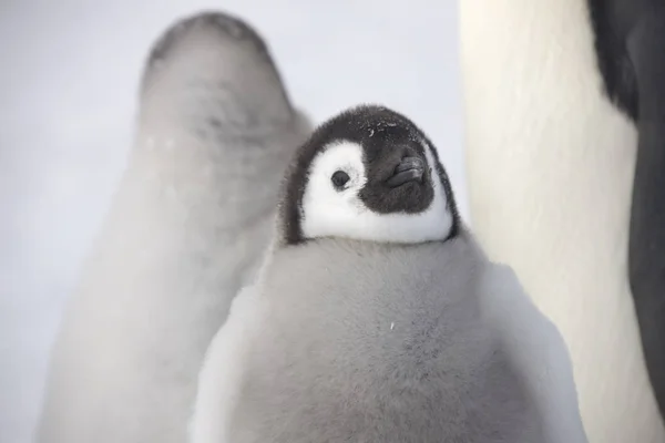 Antarctica Keizerspinguïn Voeding Een Kuiken Close — Stockfoto