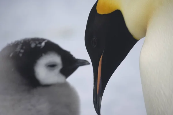 Antarctique Empereur Pingouin Nourrir Poussin Gros Plan — Photo