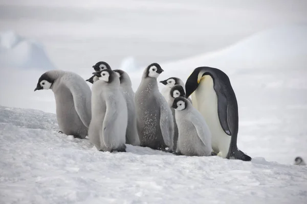 Antártica Skua Close Dia Ensolarado — Fotografia de Stock
