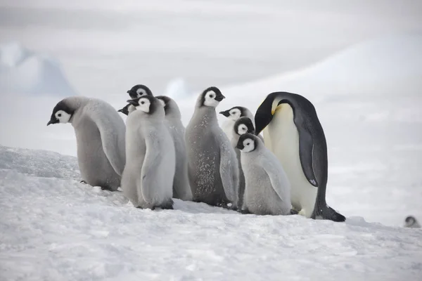 Antarctique Skua Gros Plan Sur Une Journée Ensoleillée — Photo