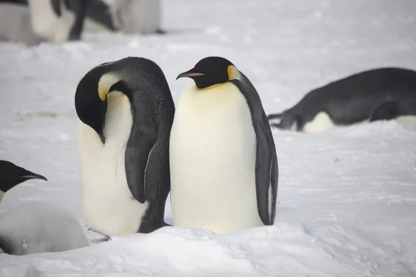 晴れた日に南極大陸のナンキョクオオ クローズ アップ — ストック写真