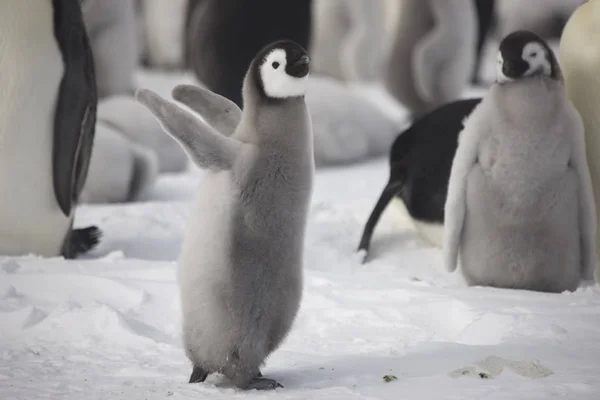 Tučňák Císařský Antarktida Krmení Kuře Detail — Stock fotografie