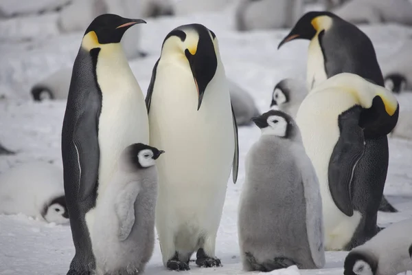 晴れた日に南極大陸のナンキョクオオ クローズ アップ — ストック写真