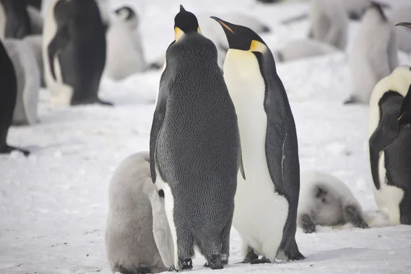 晴れた日に南極大陸のナンキョクオオ クローズ アップ — ストック写真