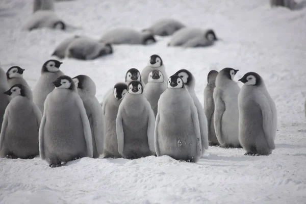 Antarctica Emperor Penguin Feeding Chick Close — Stock Photo, Image