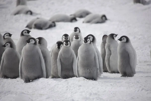 Antártida Emperador Pingüino Alimentando Polluelo Cerca —  Fotos de Stock