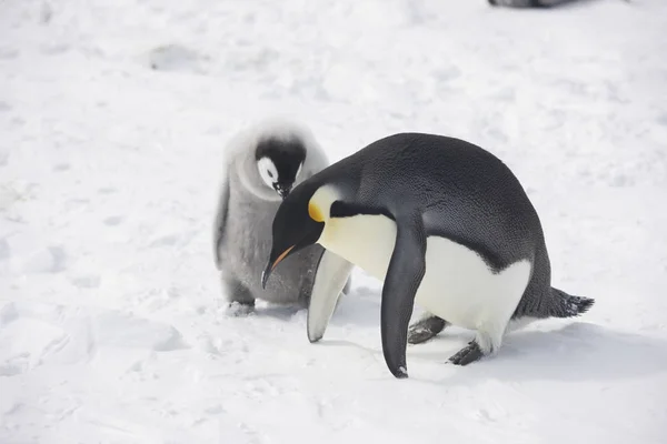 Antarctica Keizerspinguïn Voeding Een Kuiken Close — Stockfoto