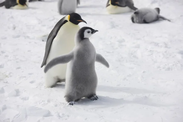 Antarctica Emperor Penguin Feeding Chick Close — Stock Photo, Image