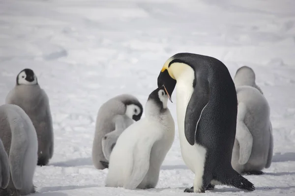 Antarktis Kejsarpingvinen Utfodring Chick Närbild — Stockfoto