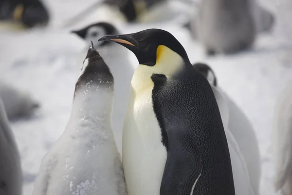 Антарктида Імператорського Пінгвіна Годування Чик Макро — стокове фото