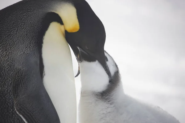 Antarctica Keizerspinguïn Voeding Een Kuiken Close — Stockfoto