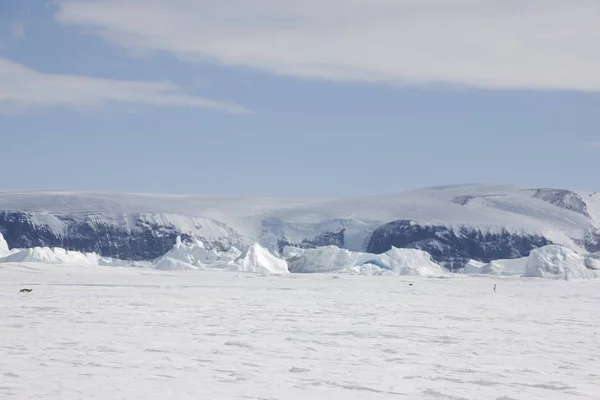 Antártica Skua Close Dia Ensolarado — Fotografia de Stock