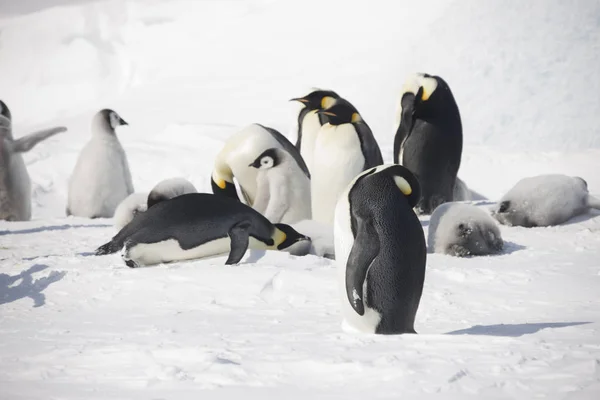 Antarktis Skua Hautnah Einem Sonnigen Tag — Stockfoto