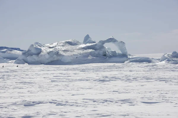 晴れた日に南極大陸のナンキョクオオ クローズ アップ — ストック写真