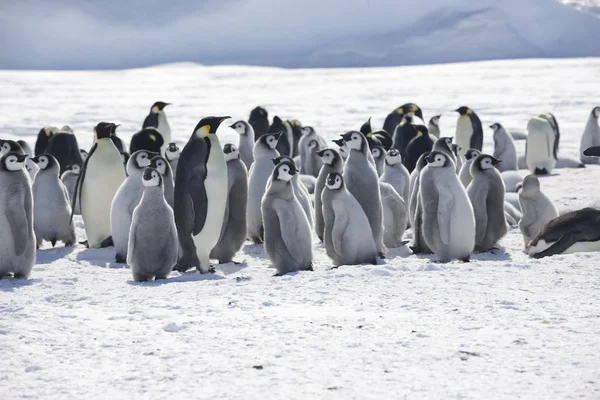 Güneşli Bir Günde Antarktika Korsan Martı Yakın Çekim — Stok fotoğraf