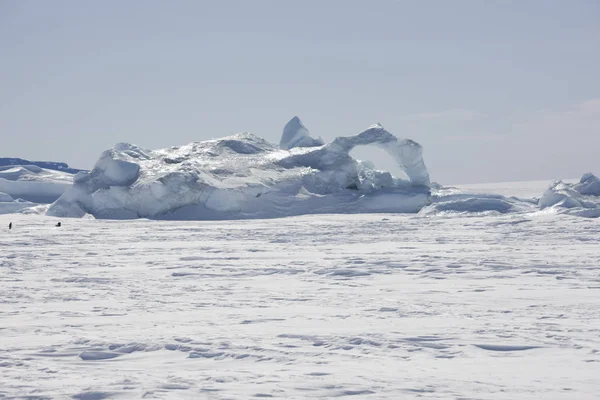 Antarctica Skua Close Een Zonnige Dag Stockfoto