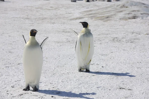 Антарктида Императорский Пингвин Крупным Планом Солнечный День — стоковое фото