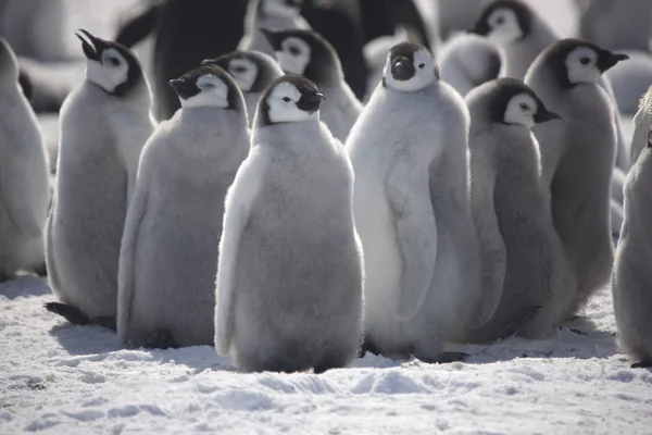 晴れた日に南極雛皇帝ペンギンのクローズ アップ — ストック写真