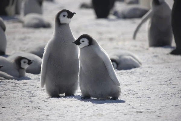 晴れた日に南極雛皇帝ペンギンのクローズ アップ — ストック写真