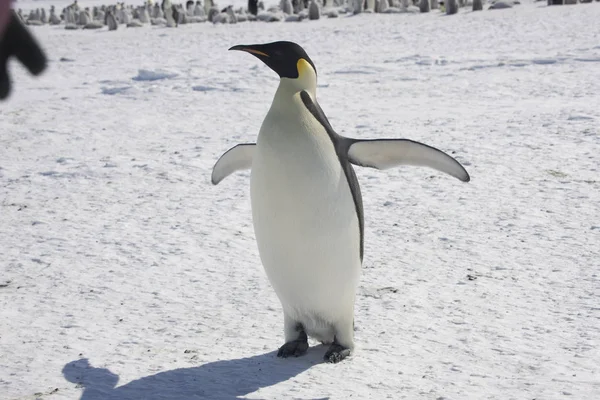 Closeup Tučňák Antarktida Císař Slunečného Dne — Stock fotografie