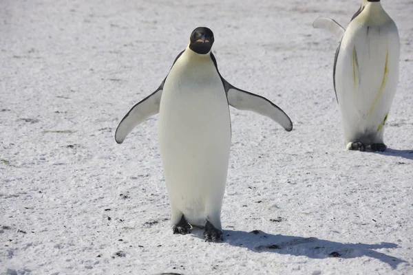 Closeup Tučňák Antarktida Císař Slunečného Dne — Stock fotografie