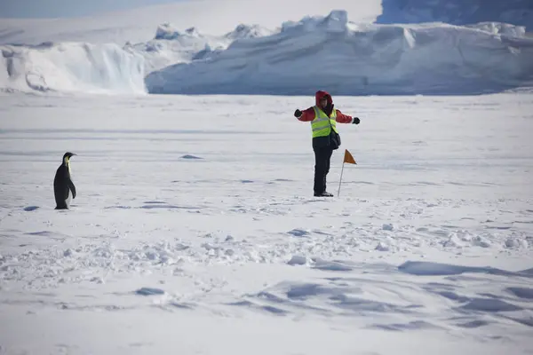Antarktischer Kaiserpinguin Lernt Einem Sonnigen Tag Von Einem Menschen — Stockfoto