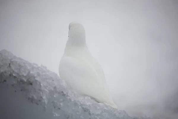 Antarktyda Biały Wydrzyk Zbliżenie Pochmurny Dzień — Zdjęcie stockowe
