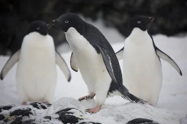Antarktis Adelie Pingviner Som Närbild Solig Dag — Stockfoto