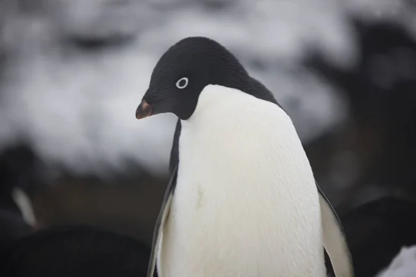 Antarctica Adéliepinguïns Close Een Zonnige Dag — Stockfoto