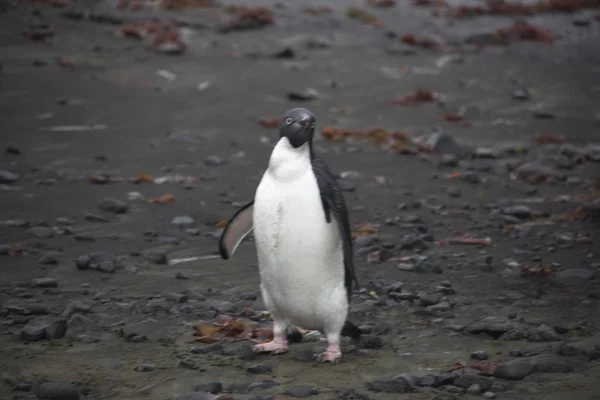 Antarktis Subantarktiska Pingvin Närbild Molnig Dag — Stockfoto