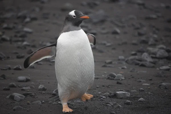 Antarktischer Schwarzantarktispinguin Aus Nächster Nähe Einem Bewölkten Tag — Stockfoto