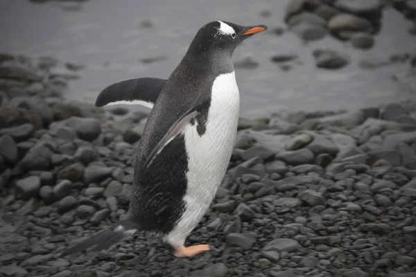 Pinguim Sub Antártico Antártida Close Dia Nublado — Fotografia de Stock