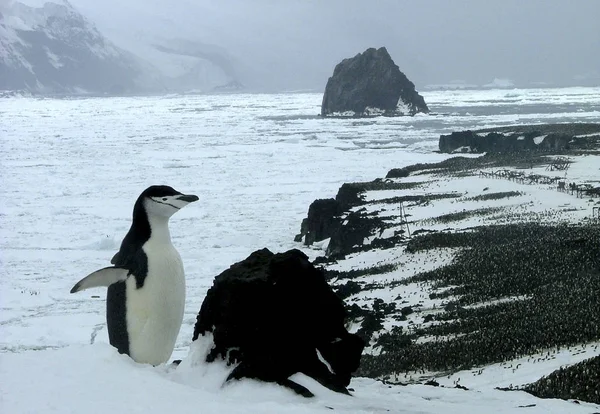 南極のアデリー ペンギンは 晴れた日にクローズ アップ — ストック写真