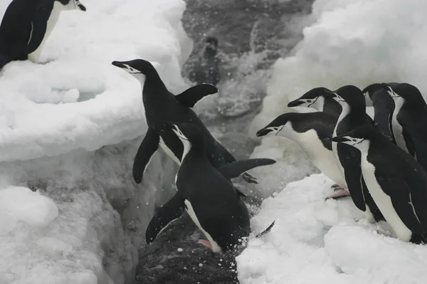 Antartide Adelie Penguins Vicino Una Giornata Sole — Foto Stock