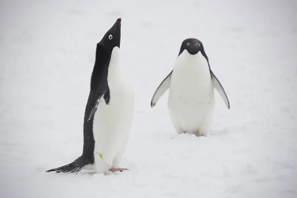 Antarctica Adelie Penguins Close Sunny Day — Stock Photo, Image