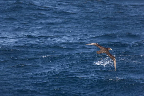 Falklandy Olbrzymie Południowej Albatross Zamknąć Słoneczny Dzień — Zdjęcie stockowe