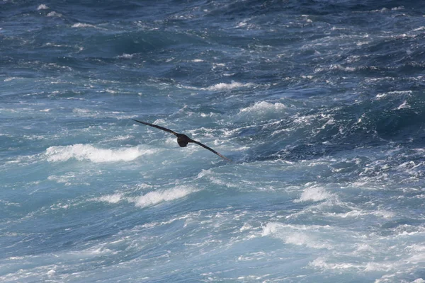 Islas Malvinas Albatros Gigantes Del Sur Cerca Día Soleado —  Fotos de Stock