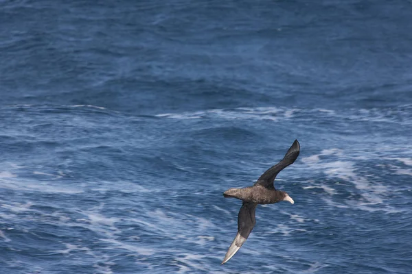 Falklandy Olbrzymie Południowej Albatross Zamknąć Słoneczny Dzień — Zdjęcie stockowe