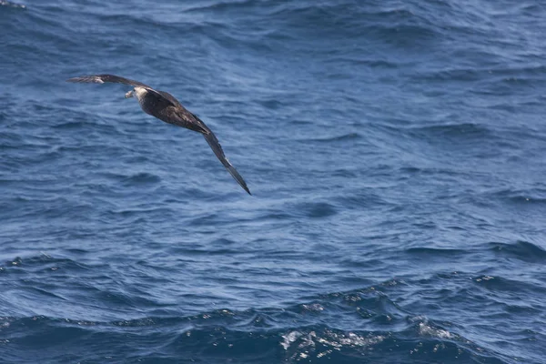 Falklandy Olbrzymie Południowej Albatross Zamknąć Słoneczny Dzień — Zdjęcie stockowe