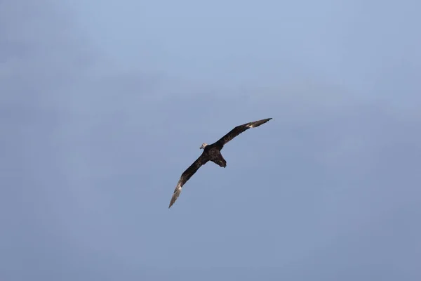 Falklandské Ostrovy Obří Jižní Albatros Zblízka Slunečný Den — Stock fotografie