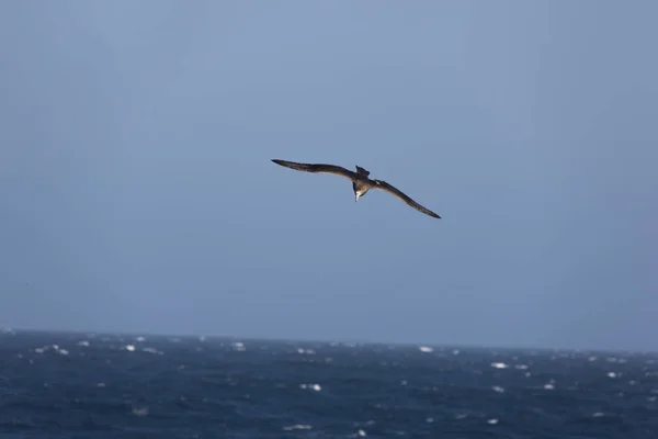 Islas Malvinas Albatros Gigantes Del Sur Cerca Día Soleado —  Fotos de Stock