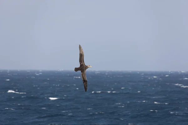Albatros Méridionaux Géants Des Îles Falkland Gros Plan Par Une — Photo