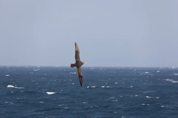 Islas Malvinas Albatros Gigantes Del Sur Cerca Día Soleado —  Fotos de Stock