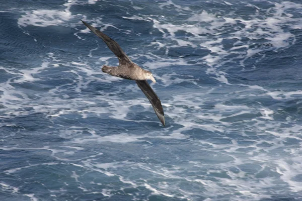 Falklandy Olbrzymie Południowej Albatross Zamknąć Słoneczny Dzień — Zdjęcie stockowe