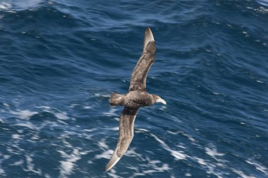 Güneşli bir günde Falkland Adaları dev Güney Albatros yakın çekim