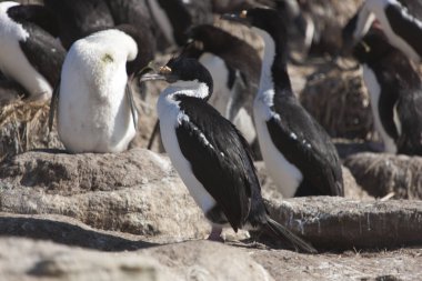 Falkland Adaları Antarktika karabatak closeup güneşli bir günde